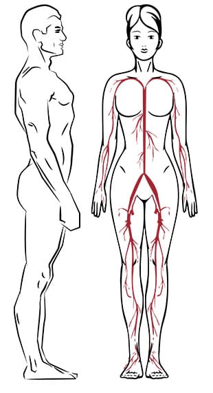 body area 4